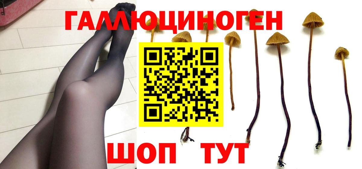 Псилоцибиновые грибы Psilocybine cubensis Кизляр